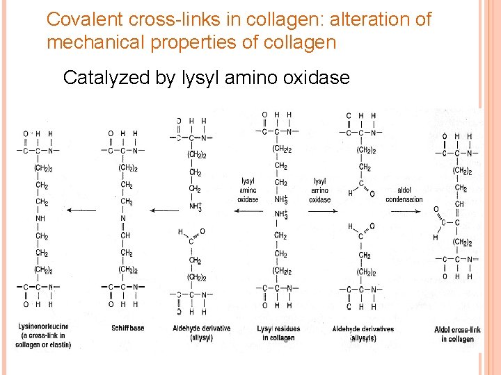 Covalent cross-links in collagen: alteration of mechanical properties of collagen Catalyzed by lysyl amino