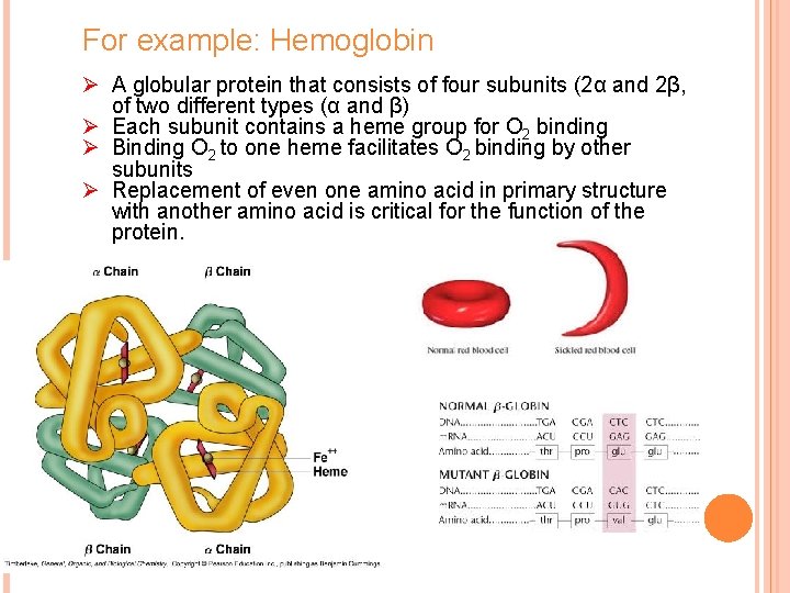 For example: Hemoglobin Ø A globular protein that consists of four subunits (2α and