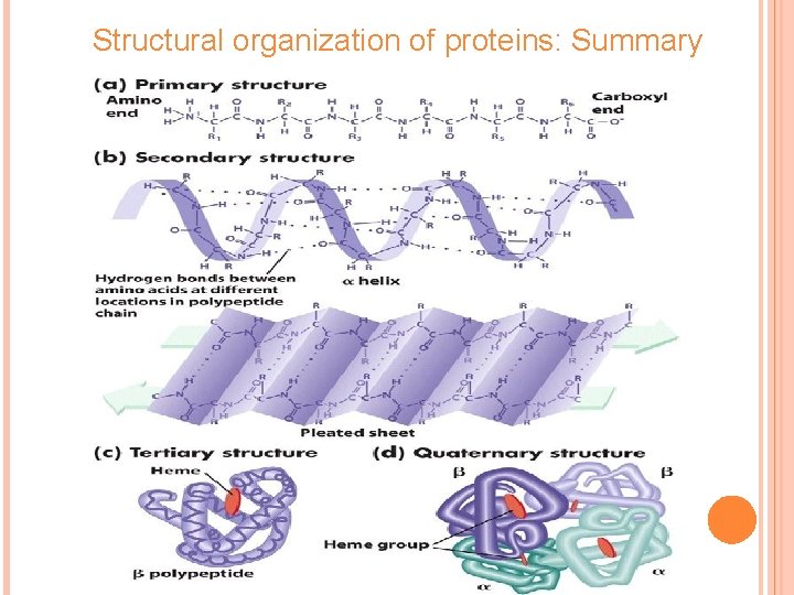 Structural organization of proteins: Summary 