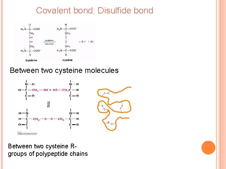 Covalent bond: Disulfide bond Between two cysteine molecules Between two cysteine Rgroups of polypeptide