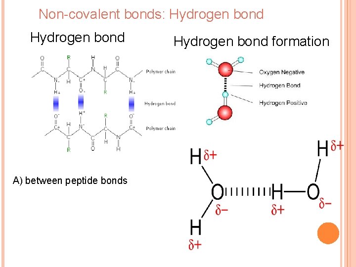 Non-covalent bonds: Hydrogen bond А) between peptide bonds Hydrogen bond formation 