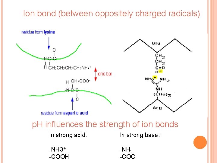 Ion bond (between oppositely charged radicals) p. H influences the strength of ion bonds