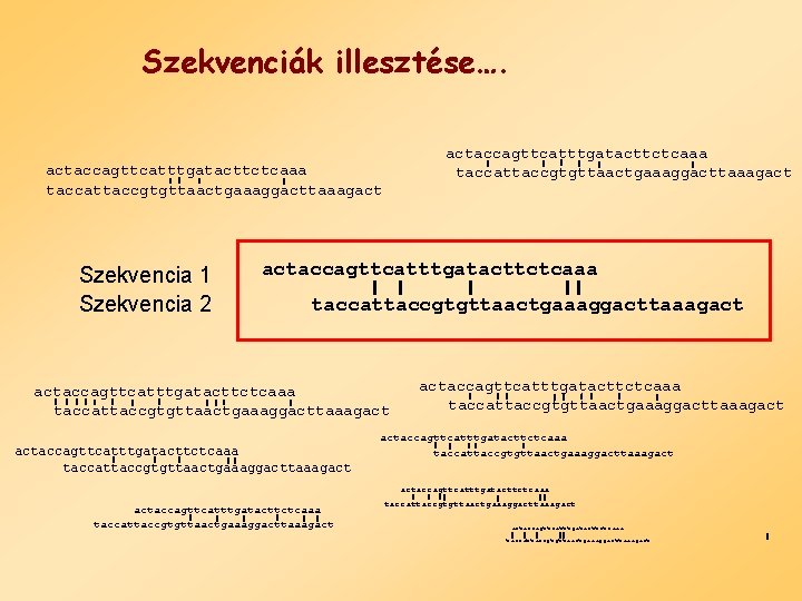 Szekvenciák illesztése…. actaccagttcatttgatacttctcaaa taccattaccgtgttaactgaaaggacttaaagact Szekvencia 1 Szekvencia 2 actaccagttcatttgatacttctcaaa taccattaccgtgttaactgaaaggacttaaagact actaccagttcatttgatacttctcaaa taccattaccgtgttaactgaaaggacttaaagact actaccagttcatttgatacttctcaaa taccattaccgtgttaactgaaaggacttaaagact