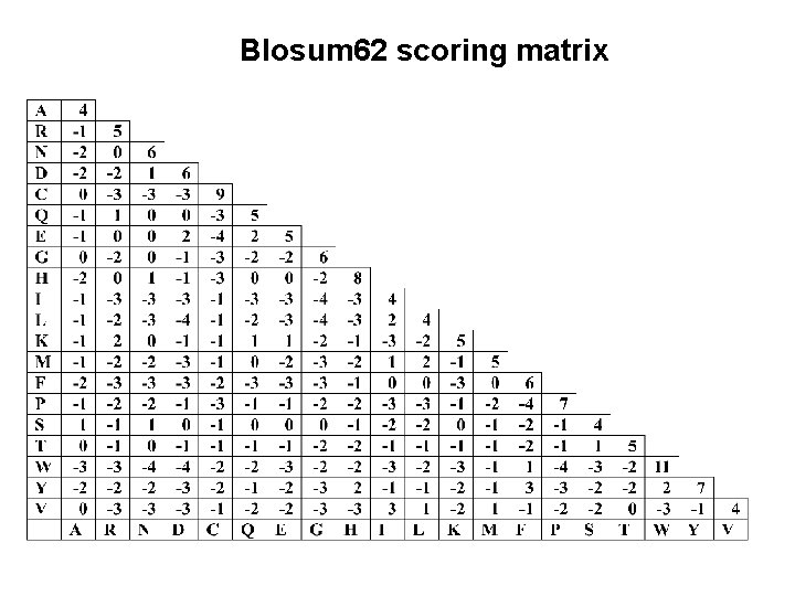 Blosum 62 scoring matrix 