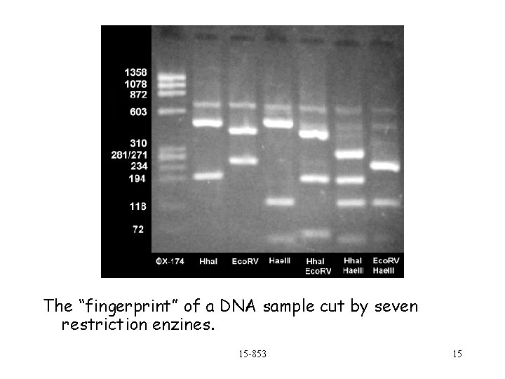 The “fingerprint” of a DNA sample cut by seven restriction enzines. 15 -853 15