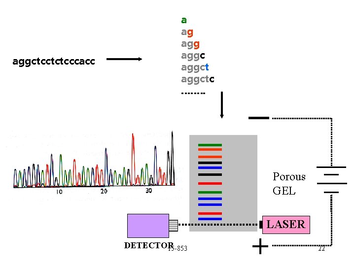 aggctcctctcccacc a ag aggctc ……. . _ Porous GEL LASER DETECTOR 15 -853 +