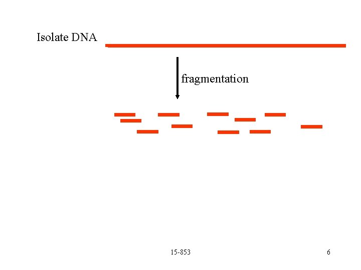 Isolate DNA fragmentation 15 -853 6 