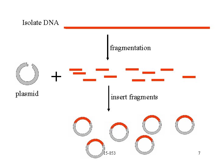 Isolate DNA fragmentation + plasmid insert fragments 15 -853 7 