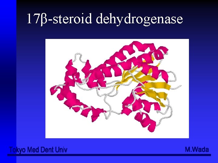 17β-steroid dehydrogenase 