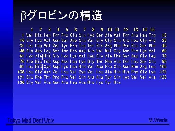 βグロビンの構造 1 16 31 46 61 76 91 106 121 136 1 Val Gly