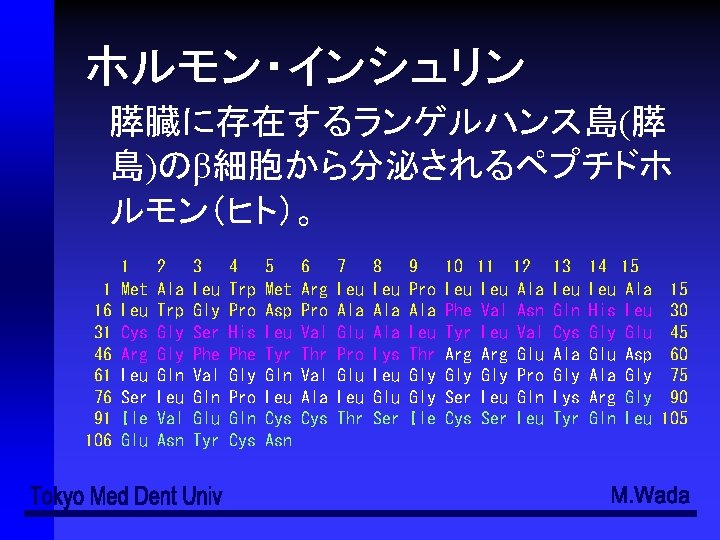 ホルモン・インシュリン 膵臓に存在するランゲルハンス島(膵 島)のβ細胞から分泌されるペプチドホ ルモン（ヒト）。 1 16 31 46 61 76 91 106 1 Met