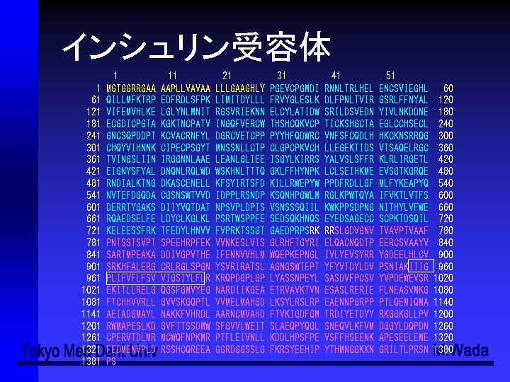 インシュリン受容体 1 61 121 181 241 301 361 421 481 541 601 661 721