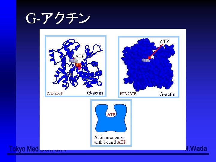 G-アクチン ATP PDB 2 BTF G-actin PDB 2 BTF Actin monomer with bound ATP