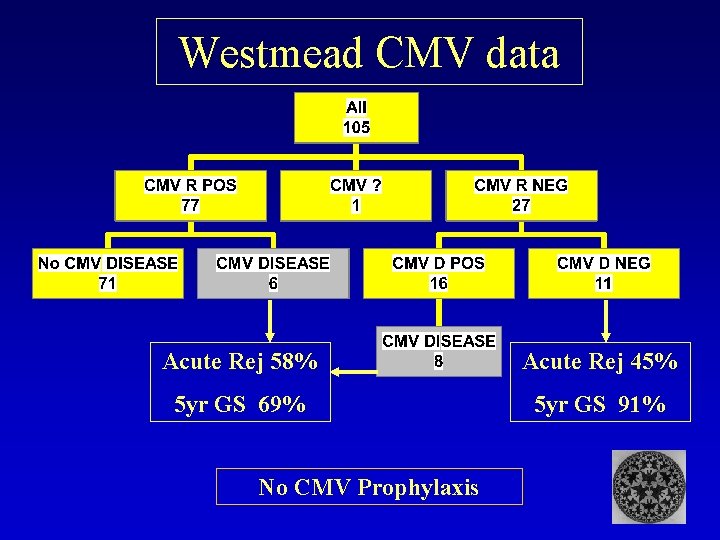 Westmead CMV data Acute Rej 58% Acute Rej 45% 5 yr GS 69% 5