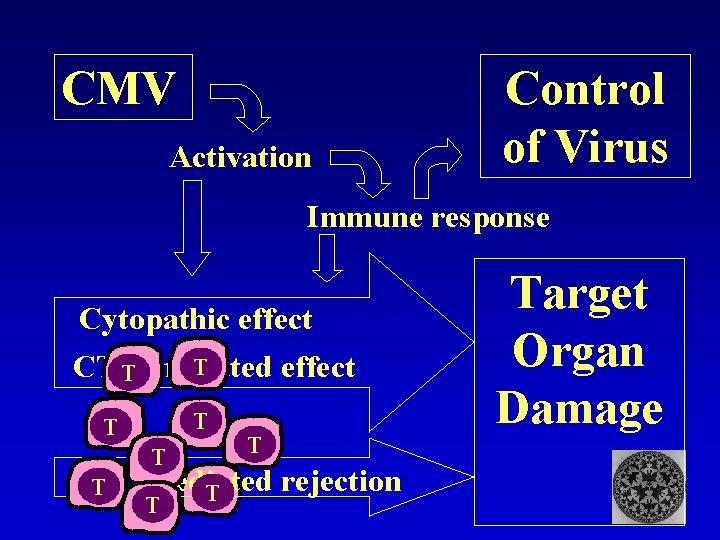 CMV Activation Control of Virus Immune response Cytopathic effect T CTL effect T mediated