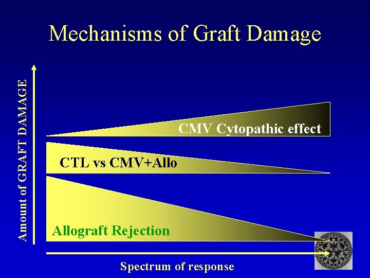 Amount of GRAFT DAMAGE Mechanisms of Graft Damage CMV Cytopathic effect CTL vs CMV+Allograft