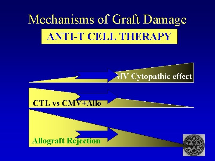 Mechanisms of Graft Damage ANTI-T CELL THERAPY CMV Cytopathic effect CTL vs CMV+Allograft Rejection