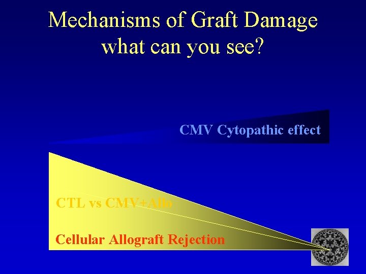 Mechanisms of Graft Damage what can you see? CMV Cytopathic effect CTL vs CMV+Allo