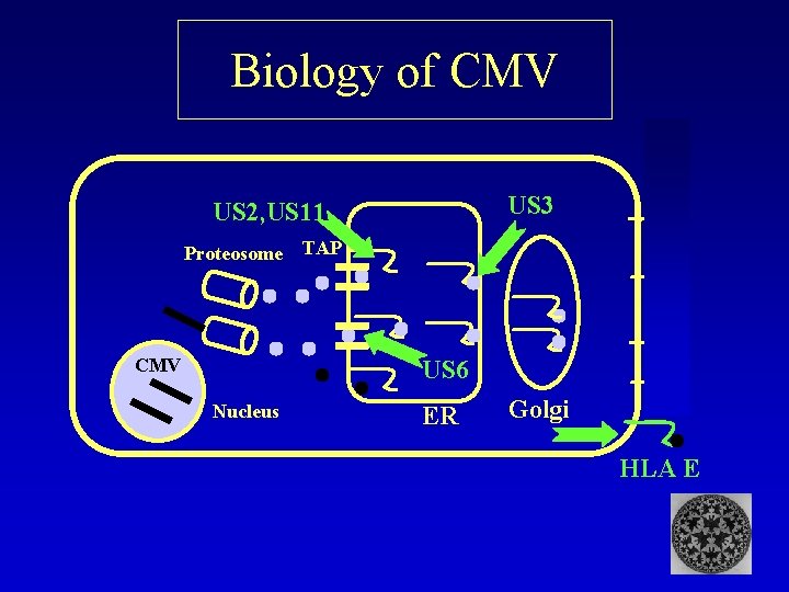 Biology of CMV US 3 US 2, US 11 Proteosome CMV TAP US 6