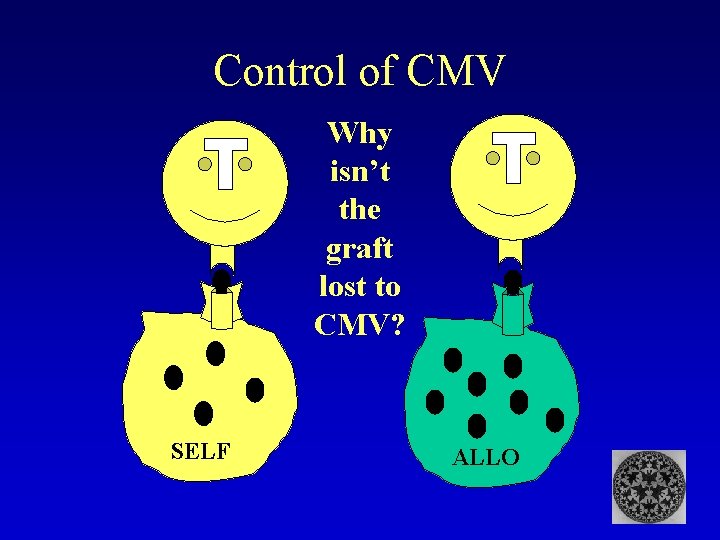 Control of CMV Why isn’t the graft lost to CMV? SELF ALLO 