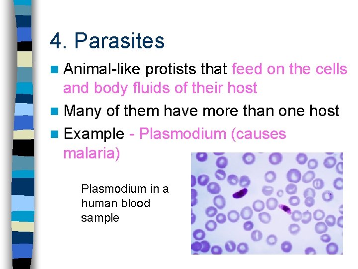 4. Parasites n Animal-like protists that feed on the cells and body fluids of