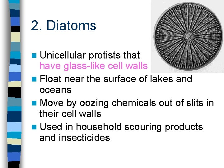 2. Diatoms n Unicellular protists that have glass-like cell walls n Float near the