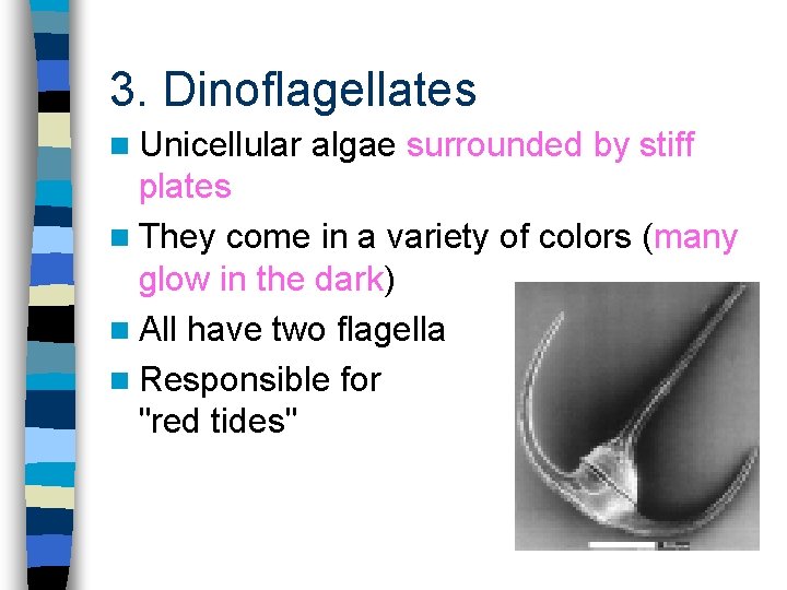 3. Dinoflagellates n Unicellular algae surrounded by stiff plates n They come in a