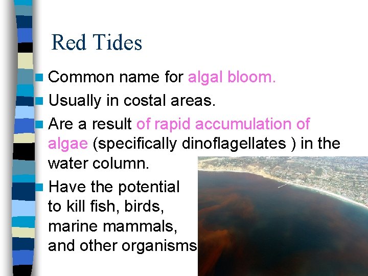 Red Tides n Common name for algal bloom. n Usually in costal areas. n