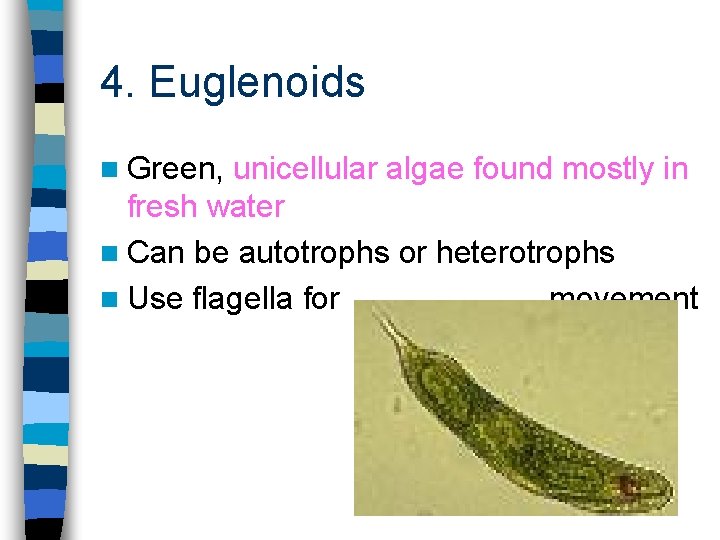 4. Euglenoids n Green, unicellular algae found mostly in fresh water n Can be
