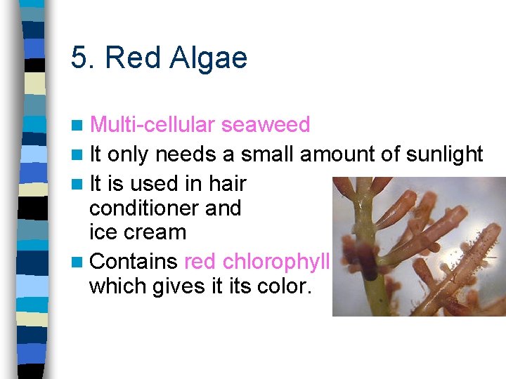 5. Red Algae n Multi-cellular seaweed n It only needs a small amount of