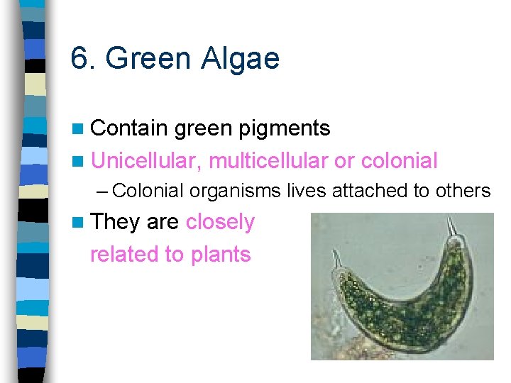 6. Green Algae n Contain green pigments n Unicellular, multicellular or colonial – Colonial