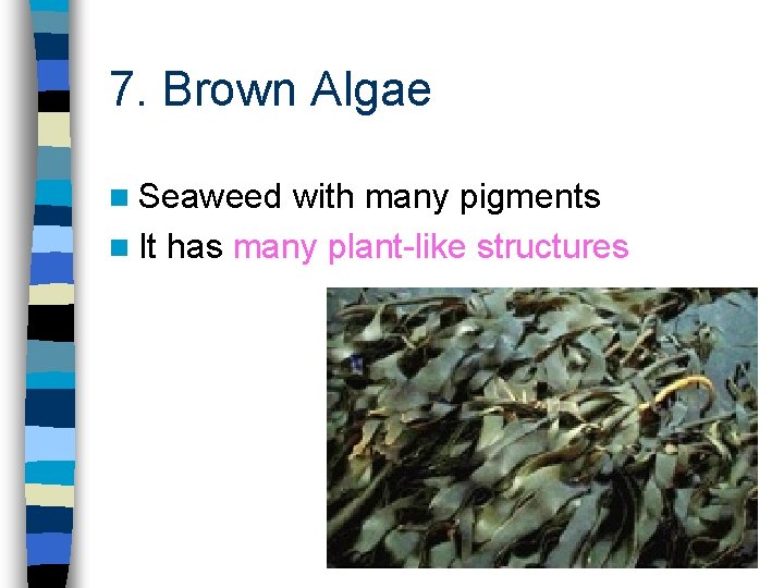 7. Brown Algae n Seaweed with many pigments n It has many plant-like structures