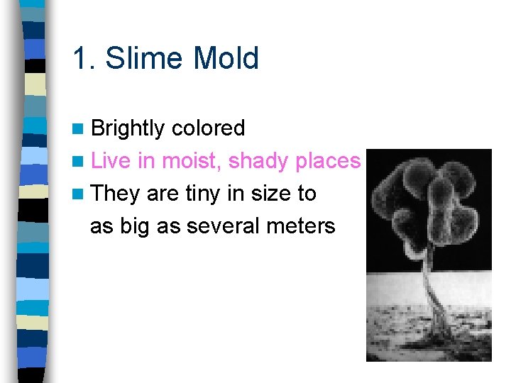 1. Slime Mold n Brightly colored n Live in moist, shady places n They