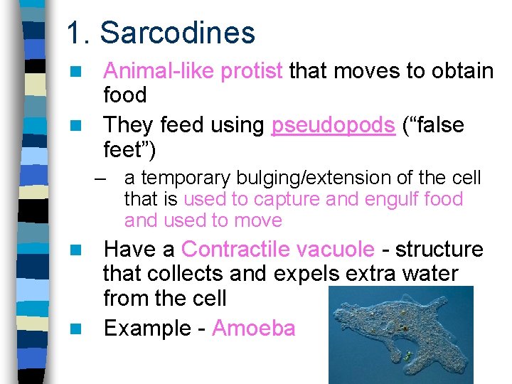 1. Sarcodines Animal-like protist that moves to obtain food n They feed using pseudopods