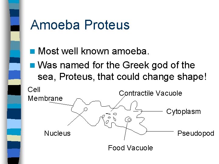 Amoeba Proteus n Most well known amoeba. n Was named for the Greek god