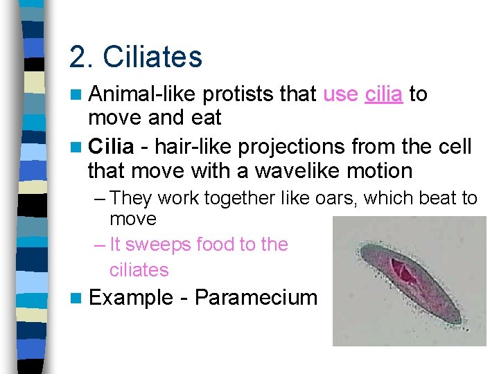 2. Ciliates n Animal-like protists that use cilia to move and eat n Cilia