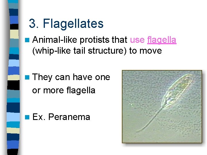 3. Flagellates n Animal-like protists that use flagella (whip-like tail structure) to move n
