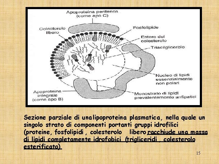 Sezione parziale di una lipoproteina plasmatica, nella quale un singolo strato di componenti portanti