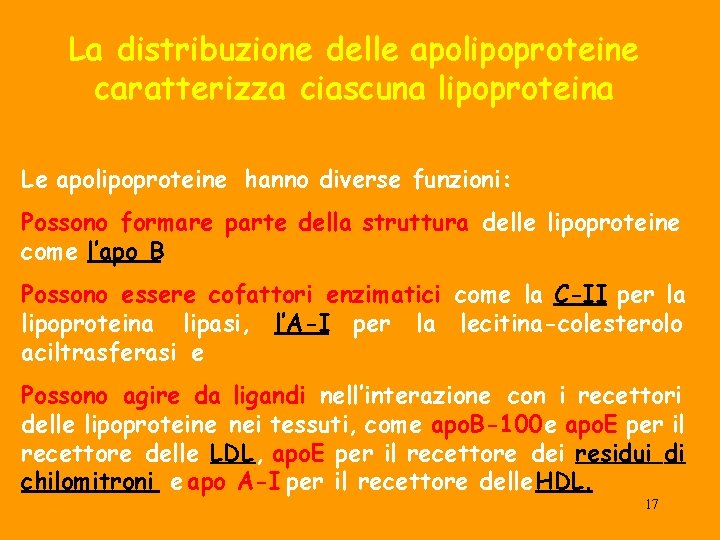 La distribuzione delle apolipoproteine caratterizza ciascuna lipoproteina Le apolipoproteine hanno diverse funzioni: Possono formare