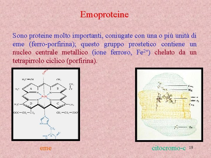 Emoproteine Sono proteine molto importanti, coniugate con una o più unità di eme (ferro-porfirina);