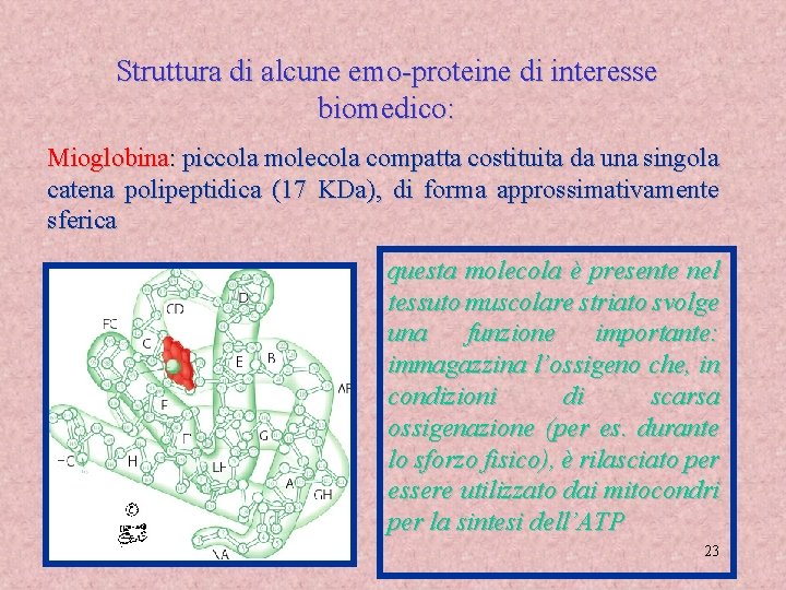 Struttura di alcune emo-proteine di interesse biomedico: Mioglobina: piccola molecola compatta costituita da una