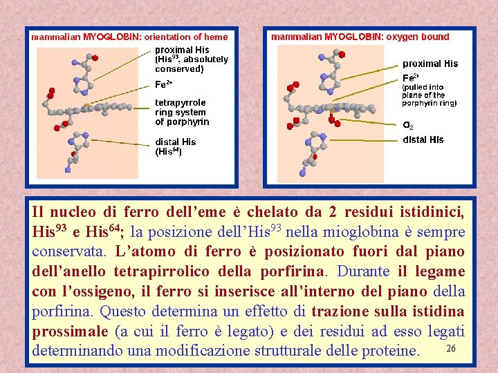 Il nucleo di ferro dell’eme è chelato da 2 residui istidinici, His 93 e