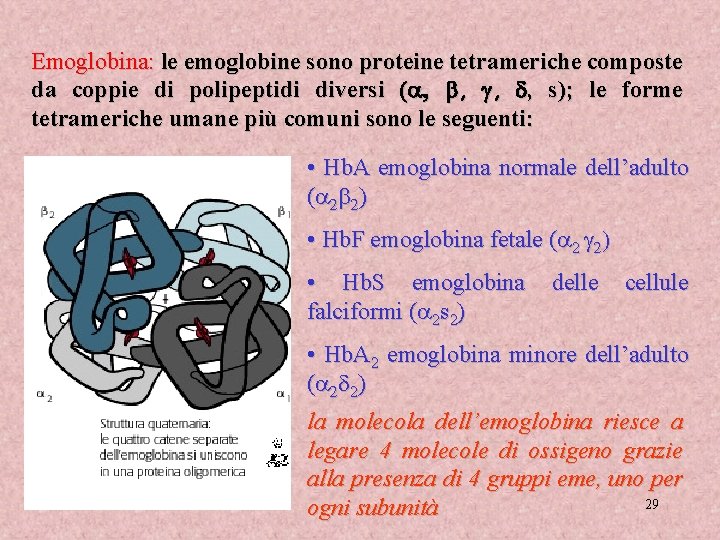 Emoglobina: le emoglobine sono proteine tetrameriche composte da coppie di polipeptidi diversi (a, b,