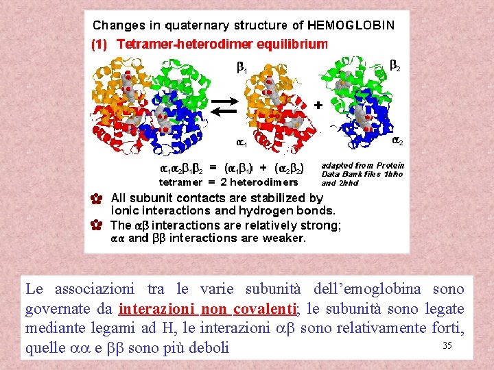 Le associazioni tra le varie subunità dell’emoglobina sono governate da interazioni non covalenti; le