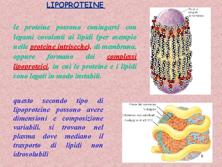 LIPOPROTEINE le proteine possono coniugarsi con legami covalenti ai lipidi (per esempio nelle proteine
