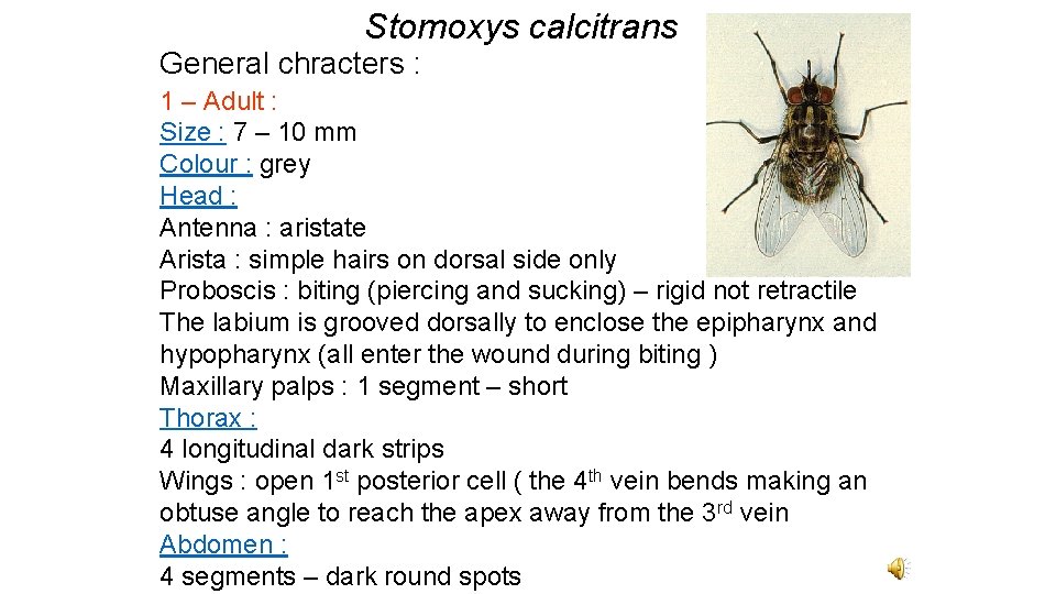 Stomoxys calcitrans General chracters : 1 – Adult : Size : 7 – 10