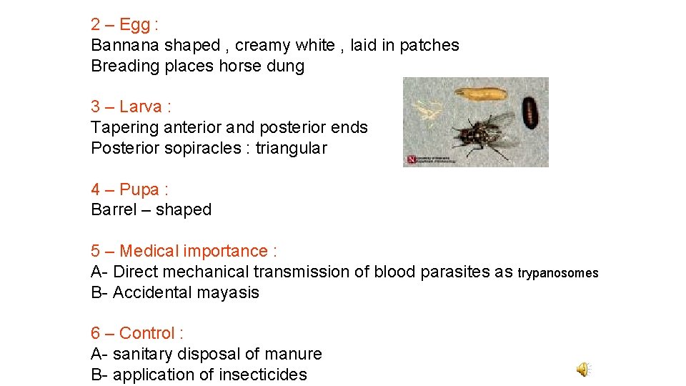 2 – Egg : Bannana shaped , creamy white , laid in patches Breading