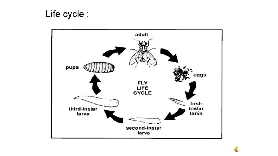 Life cycle : 