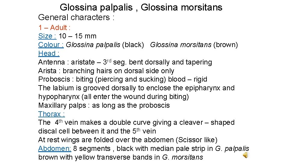 Glossina palpalis , Glossina morsitans General characters : 1 – Adult : Size :