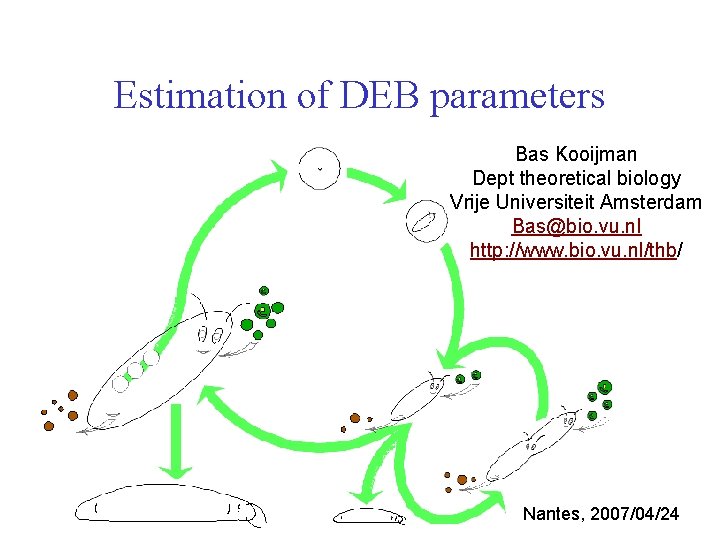 Estimation of DEB parameters Bas Kooijman Dept theoretical biology Vrije Universiteit Amsterdam Bas@bio. vu.